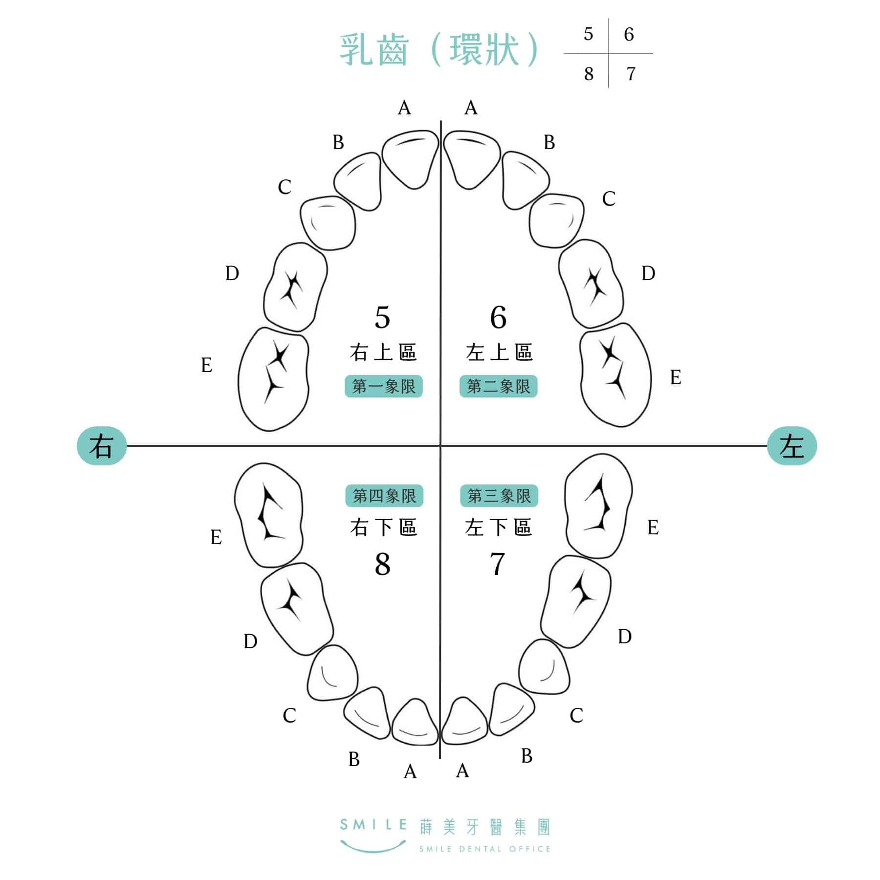 乳牙牙位表